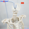 PNT-2120 life size spine model with ribs and pelvis